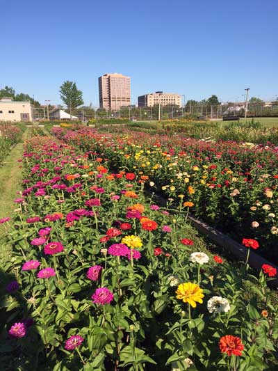 CCSO Flower Garden